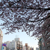 上野のお山。