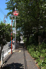 木陰を通って。
