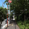 木陰を通って。