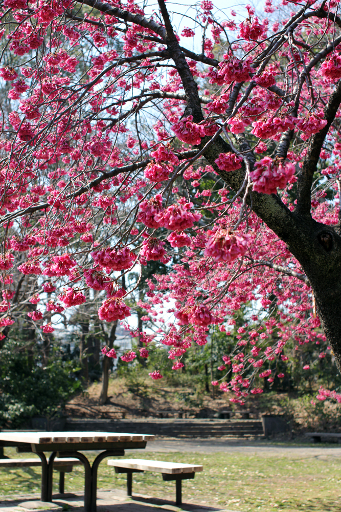 清澄庭園の寒緋桜。