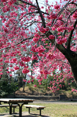 清澄庭園の寒緋桜。