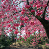 清澄庭園の寒緋桜。