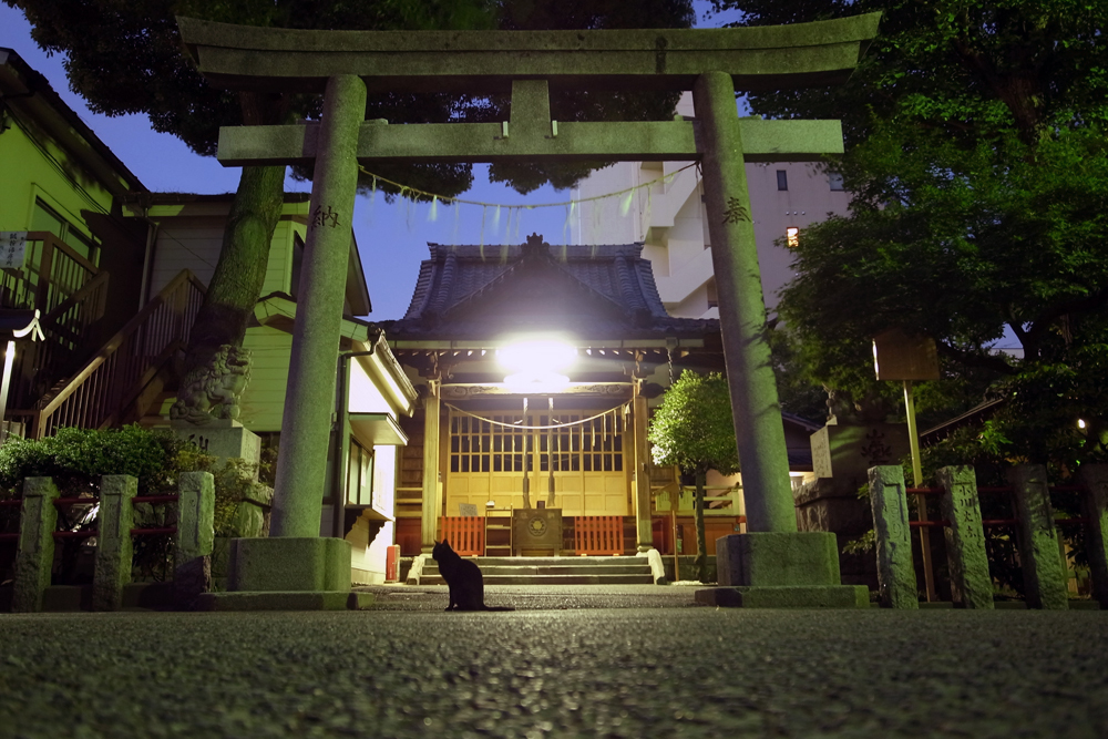 猫と神社