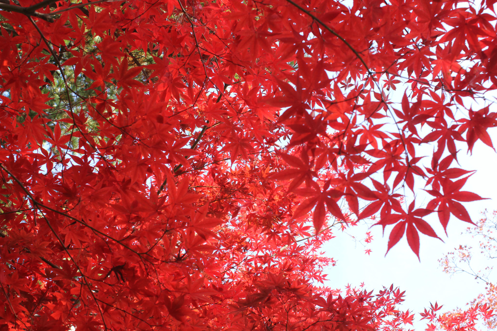 たっぷりと紅