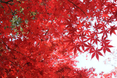 たっぷりと紅