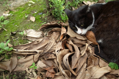 回向院の猫。