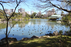 清澄庭園鴨軍団。