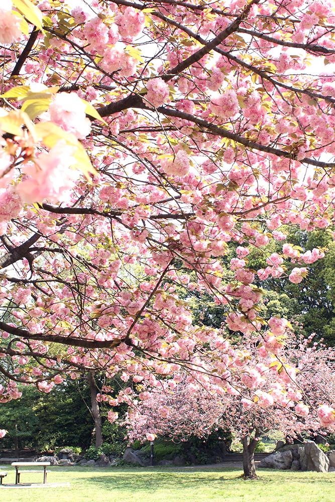 今日も清澄庭園の八重桜。