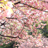 今日も清澄庭園の八重桜。