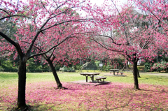 清澄庭園の寒緋桜、雨の後。