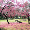 清澄庭園の寒緋桜、雨の後。