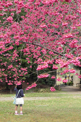 桜拾い
