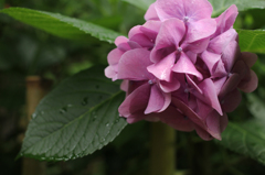 清澄庭園の紫陽花。