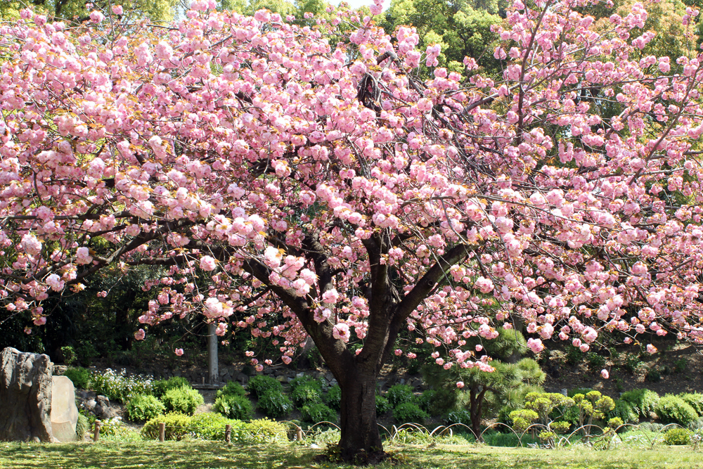清澄庭園、満開。