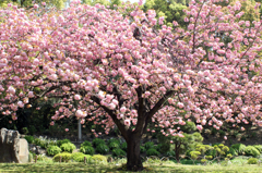 清澄庭園、満開。