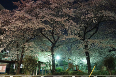 夜桜