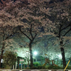 夜桜