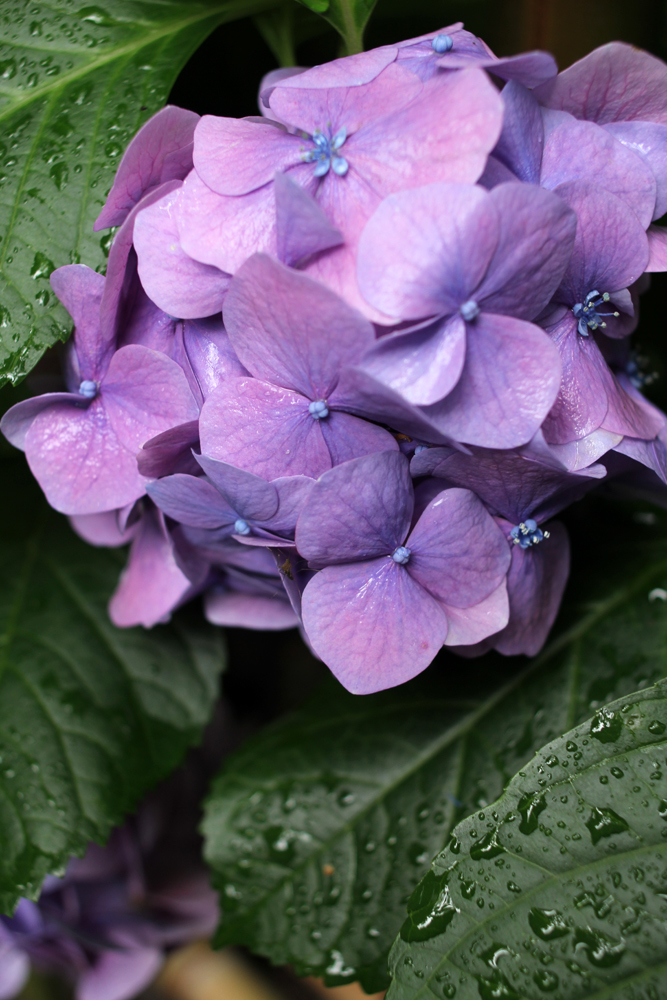 清澄庭園の紫陽花。