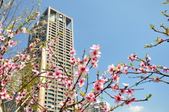 ビルと桜