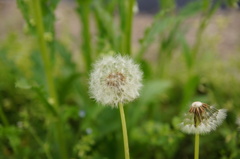 たんぽぽ（種）