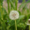 たんぽぽ（種）
