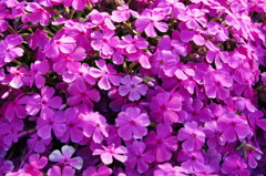 芝桜