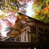 大矢田神社紅葉