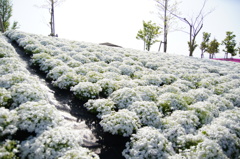 芝桜
