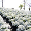 芝桜