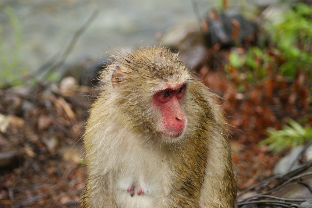 さる