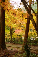 大矢田神社紅葉