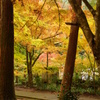 大矢田神社紅葉