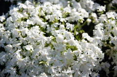 芝桜