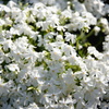 芝桜