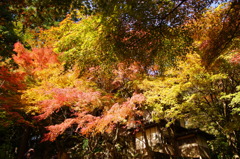 大矢田神社紅葉