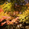 大矢田神社紅葉