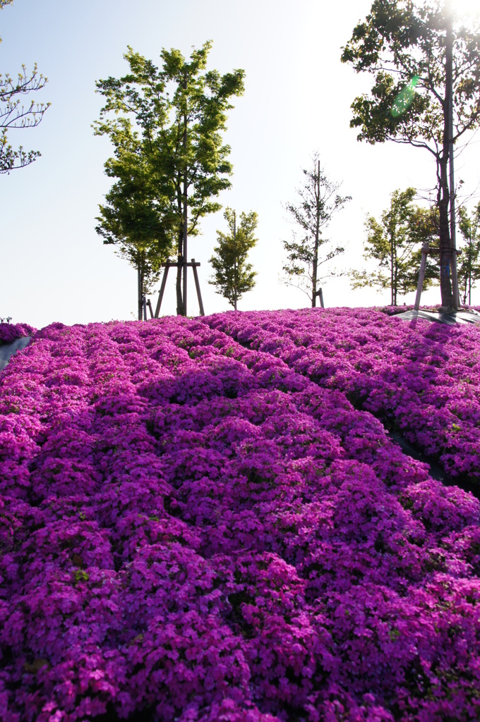 芝桜