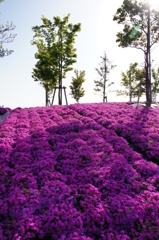 芝桜