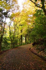 大矢田神社紅葉