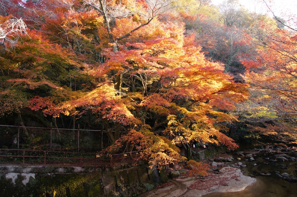 岩屋堂紅葉