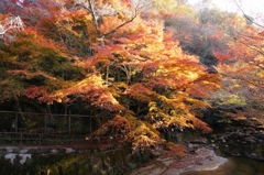 岩屋堂紅葉