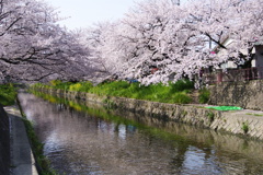 五条川　さくら祭り
