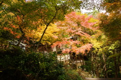 大矢田神社紅葉