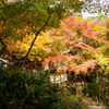 大矢田神社紅葉