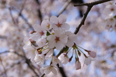 春到来　桜