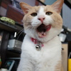 食後