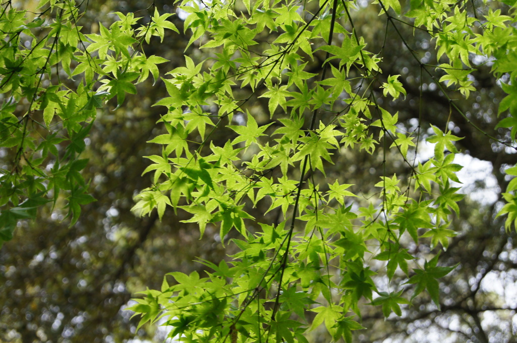 DSC04535