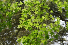 DSC04535