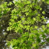 DSC04535