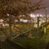 新幹線と夜桜